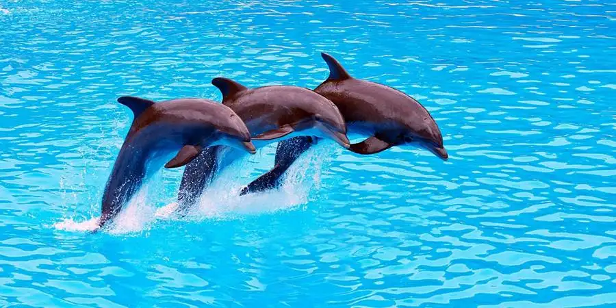 Дельфинотерапия в Сиде