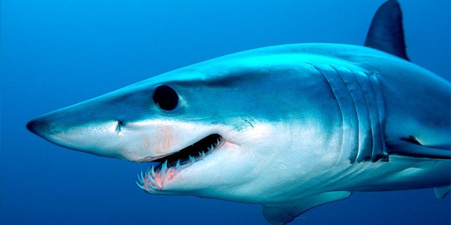 Тур в аквариум из Сиде: Погружение в подводные чудеса Антальи с турами из Сиде