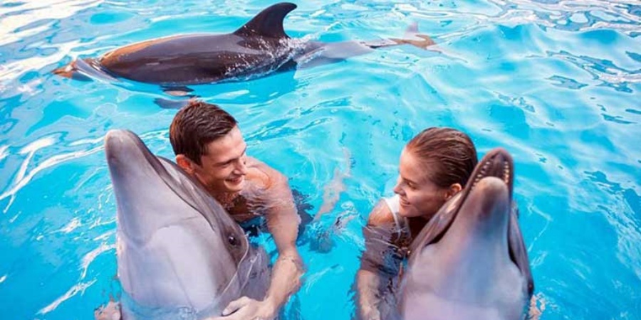 Swimming Tour with Dolphins in Alanya: A Magical Experience at Aksu Dolphinarium